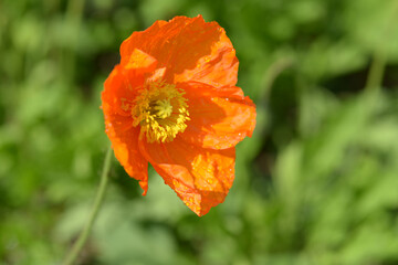 Obraz premium ケシの花