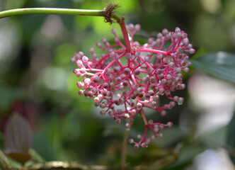 メディニラ・ミリアンタ
