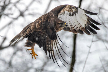 Buzzard, bird of prey in snow