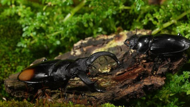 Stag Beetles are breeding in nature. Hexarthrius parryi stag beetles.