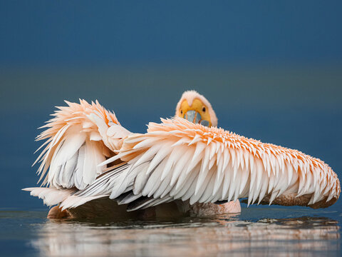 Fototapeta Great white pelican preening its feathers while floating on still water with a deep blue background.