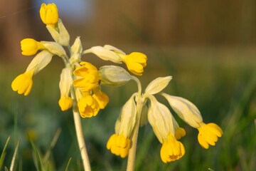 Fototapeta premium Close up of a cowslip (primula veris) flower in bloom