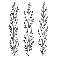 Fototapeta premium lavender line art illustration. Set outline branches sketch, doodle floral stems. Hand drawn Botanical drawing. Simple Stylized flowers. Black and White blooming medicinal herbs