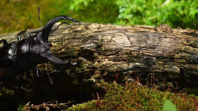 Beetles are on a log in nature. Hexarthrius parryi, is a species of large stag beetles.
