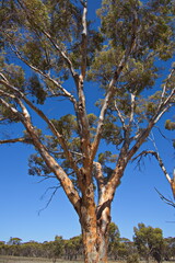 Giant eucalyptus tree at the road in Western Australia, Australia
