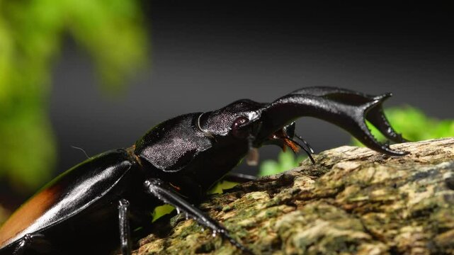 Beetles are on a log in nature. Hexarthrius parryi, is a species of large stag beetles.