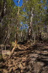 Hiking track to Granite Skywalk in Porongurup National Park in Western Australia, Australia
