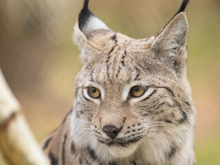 portrait of a lynx, head, gaze, eyes, ears, nose, muzzle, fur, facial expression, facial expression