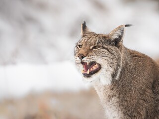 Obraz premium lynx, teeth, open mouth, wild cat, lynx lynx, eurasian, winter, snow, roaring
