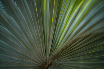 Obraz premium Palm leaves background. Green leaves wallpaper. Exotic jungle foliage. Leaves tropical greenery. Palm leaf closeup shot. Tropical leaf pattern. Palm leaves design. Green palm background.