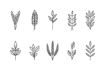 Spelt 2D line art illustration