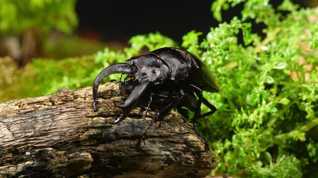 Beetles are breeding in nature. Hexarthrius parryi, the fighting giant stag beetle, is a species of large stag beetles.