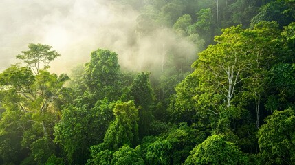 Misty Morning Light Over Dense Tropical Rainforest Landscape