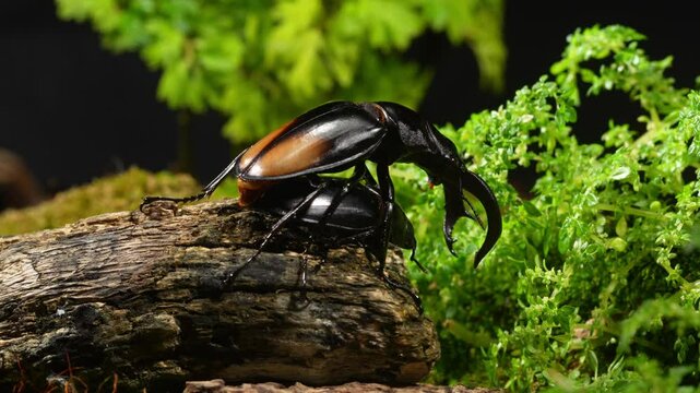 Beetles are breeding in nature. Hexarthrius parryi, the fighting giant stag beetle, is a species of large stag beetles.