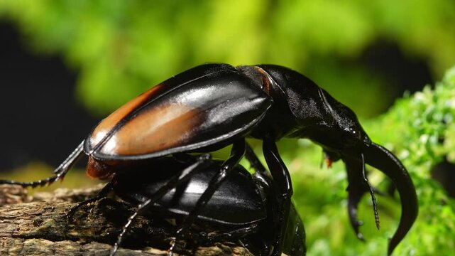 Beetles are breeding in nature. Hexarthrius parryi, the fighting giant stag beetle, is a species of large stag beetles.