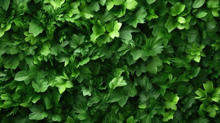 Obraz premium Lush green foliage wall texture