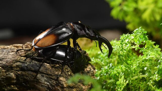 Beetles are breeding in nature. Hexarthrius parryi, the fighting giant stag beetle, is a species of large stag beetles.