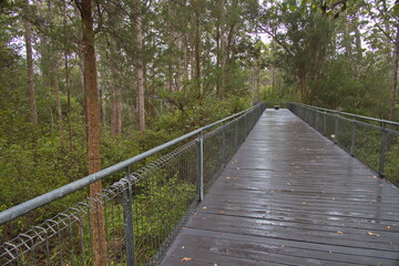 Obraz premium Tree Top Walk in Valley of the Giants in the Walpole-Nornalup National Park, Western Australia, Australia 