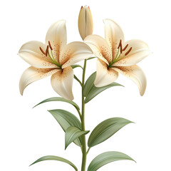 Lilies flower in transparent background