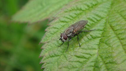 Bee-following fly (Leucophora sp.), male sitting on a green leaf