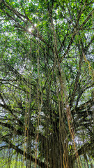 A majestic banyan tree with dense aerial roots hanging from its wide canopy, captured in bright daylight in a lush, natural outdoor setting.