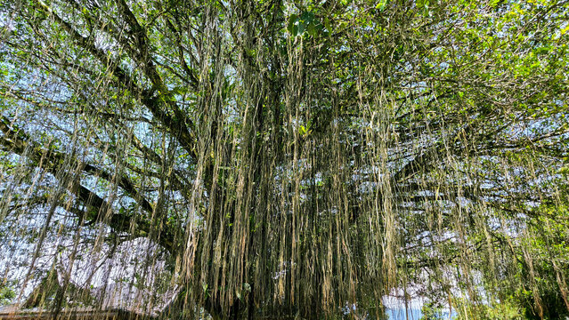 A majestic banyan tree with dense aerial roots hanging from its wide canopy, captured in bright daylight in a lush, natural outdoor setting.