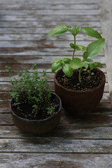 Basil and Thyme in pots