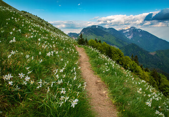 Beautiful mountain landscape with white daffodil narcissus flowers on Golica, Slovenia, at spring