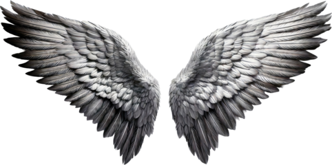 ave, aguilas, vector, ilustración, alas, alas, animal, naturaleza, tatuaje, inhospitalario, emplumar, ángel