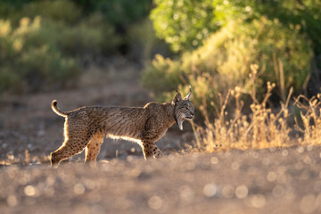 A lynx hunting a rabbit