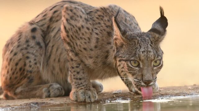 a movie of a iberian linx drinking