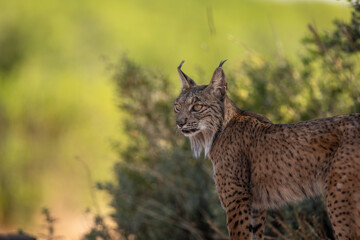 A lynx resting in a shadow