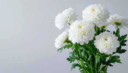 Obraz premium White chrysanthemum bouquet against gray