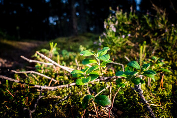 green leaves in the forest