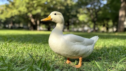 Fototapeta premium White Duck on Green Grass