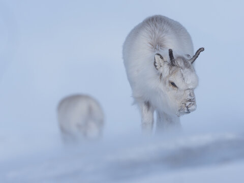 Rare white reindeer (Rangifer tarandus) navigating through a heavy snowstorm in the high Arctic wilderness, Svalbard, Norway