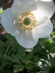 Flower blooming in a lush green garden captured under bright sunlight on a warm day