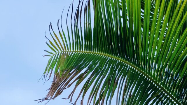 A sprawling coconut palm on the ocean shore. A green palm tree in cloudy weather and strong winds. A view of palm trees against the sky with branches swaying in the wind. Cuba. 4K	