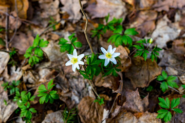 White wood anemone blossoms in spring
