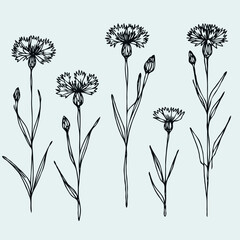 Obraz premium Hand drawn wild flowers Botanical drawing, line art blue Cornflowers illustration. Black and White vintage Meadow Knapweed. Simple Stylized blooming plants. Set of outline doodle floral sketch Cyanus