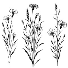 Hand drawn wild flowers Botanical drawing, line art blue Cornflowers illustration. Black and White vintage Meadow Knapweed. Simple Stylized blooming plants. Set of outline doodle floral sketch Cyanus