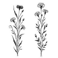 Hand drawn wild flowers Botanical drawing, line art blue Cornflowers illustration. Black and White vintage Meadow Knapweed. Simple Stylized blooming plants. Set of outline doodle floral sketch Cyanus