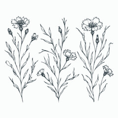 Naklejka premium Hand drawn wild flowers Botanical drawing, line art blue Cornflowers illustration. Black and White vintage Meadow Knapweed. Simple Stylized blooming plants. Set of outline doodle floral sketch Cyanus