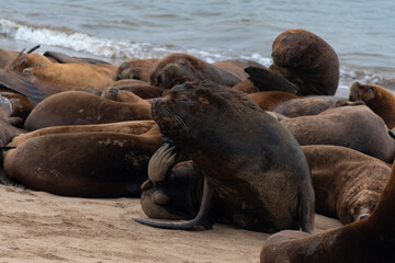 Sea lions resting on the shore.