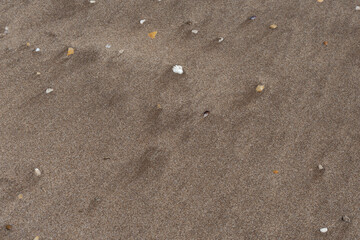 Texture of beach sand with sea debris.
