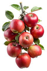 Obraz premium Beautiful arrangement of ripe red apples still attached to a tree branch