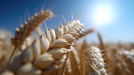 Close-up of ripe wheat ears against a bright sky
