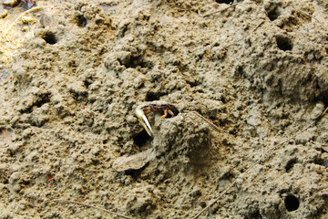 Solitary Dancer: A Crab’s Journey on Golden Sands