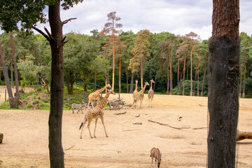 Neck and Neck: Playful Giraffes in Burgers’ Herd Dynamics