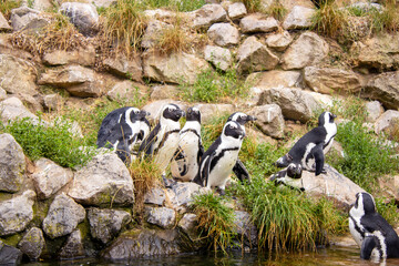 Tuxedo Birds on Ice: The Penguin Waddle Parade.